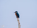 Kingfisher - Zimorodek